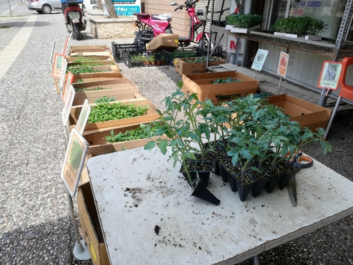 Aydın&rsquo;da sebze fide dikimi başladı