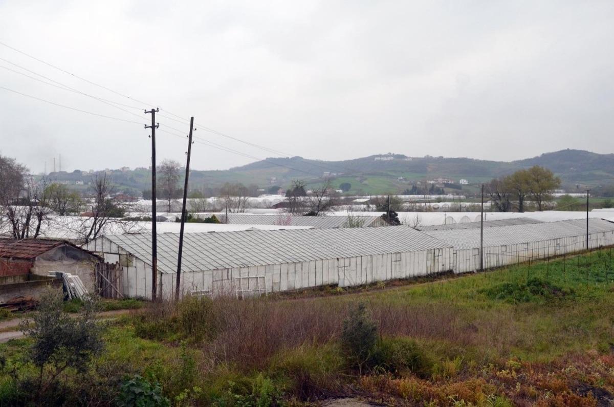 &Ccedil;i&ccedil;ek &uuml;reticilerine korona darbesi