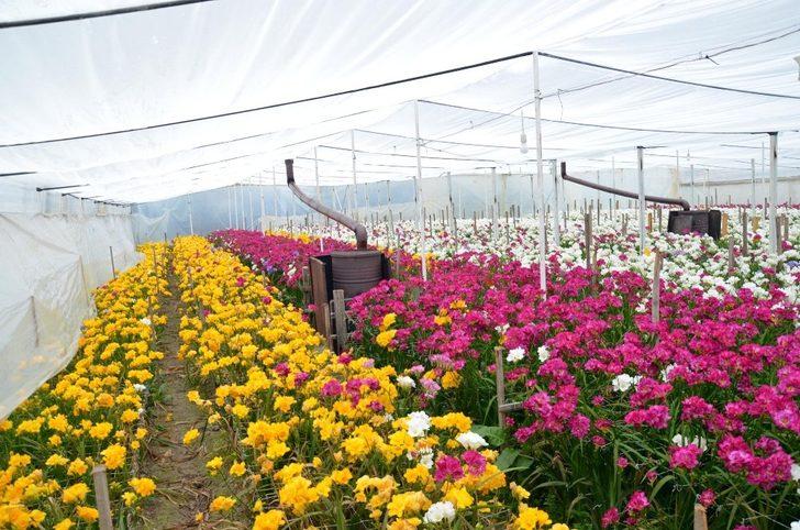 Çiçek üreticilerine korona darbesi G2
