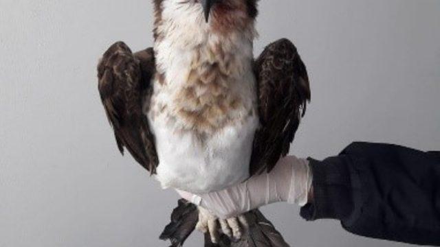 Yaralı Balık Kartalı tedavi altına alındı