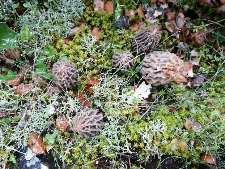 Kuzu göbeği bulmak için dağ, bayır arıyorlar G4