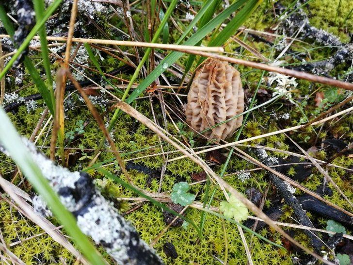 Kuzu göbeği bulmak için dağ, bayır arıyorlar G5