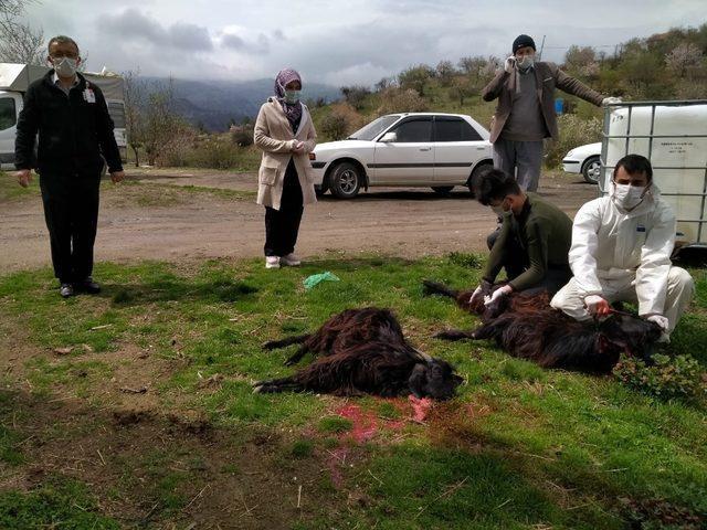 Sağlık çalışanları Korona virüs defi için kurban kesti