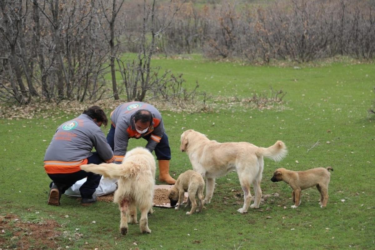 Bing&ouml;l&rsquo;de sokak hayvanlarına yem ve mama bırakıldı