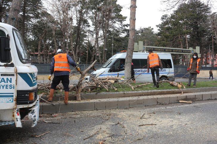 Tatvan Belediyesinden çimlendirme ve ağaç budama çalışması G3