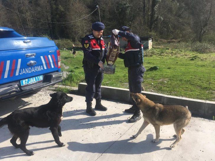 Jandarma sokak hayvanlarını unutmadı G3