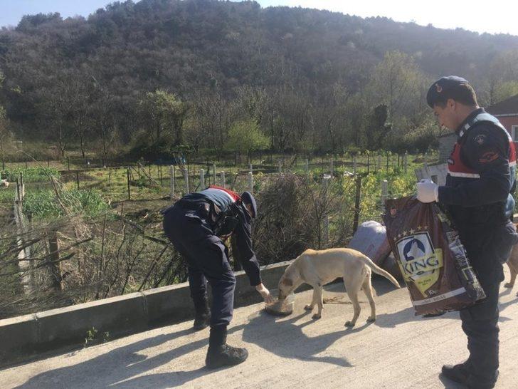 Jandarma sokak hayvanlarını unutmadı G4