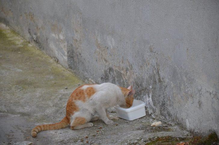 Başkan Karakuş sokak hayvanlarını elleriyle besledi G4