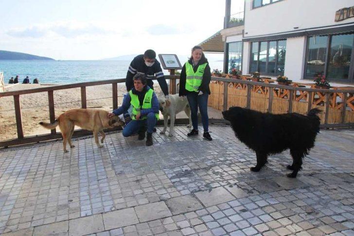 Bodrum’da sokak hayvanlarına 11 bin kilo mama dağıtıldı G2