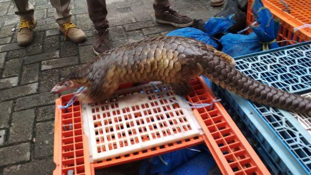 Pangolin de yasa dışı ticareti yapılan hayvanlar arasında yer alıyor