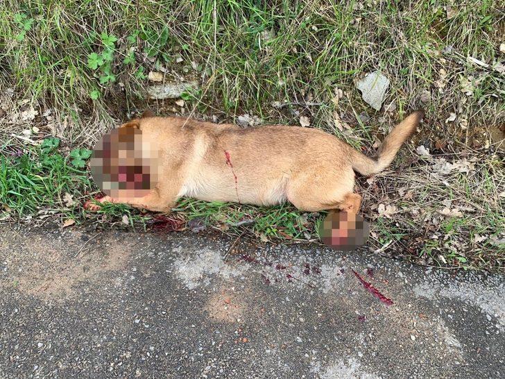 Bursa'da vahşet! Lüks otomobiliyle kovaladığı sokak köpeğine kurşun yağdırdı G3