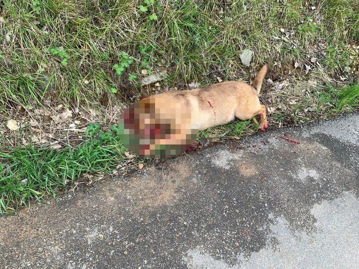 Bursa'da vahşet! Lüks otomobiliyle kovaladığı sokak köpeğine kurşun yağdırdı G4