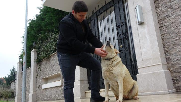 Bursa'da vahşet! Lüks otomobiliyle kovaladığı sokak köpeğine kurşun yağdırdı G5
