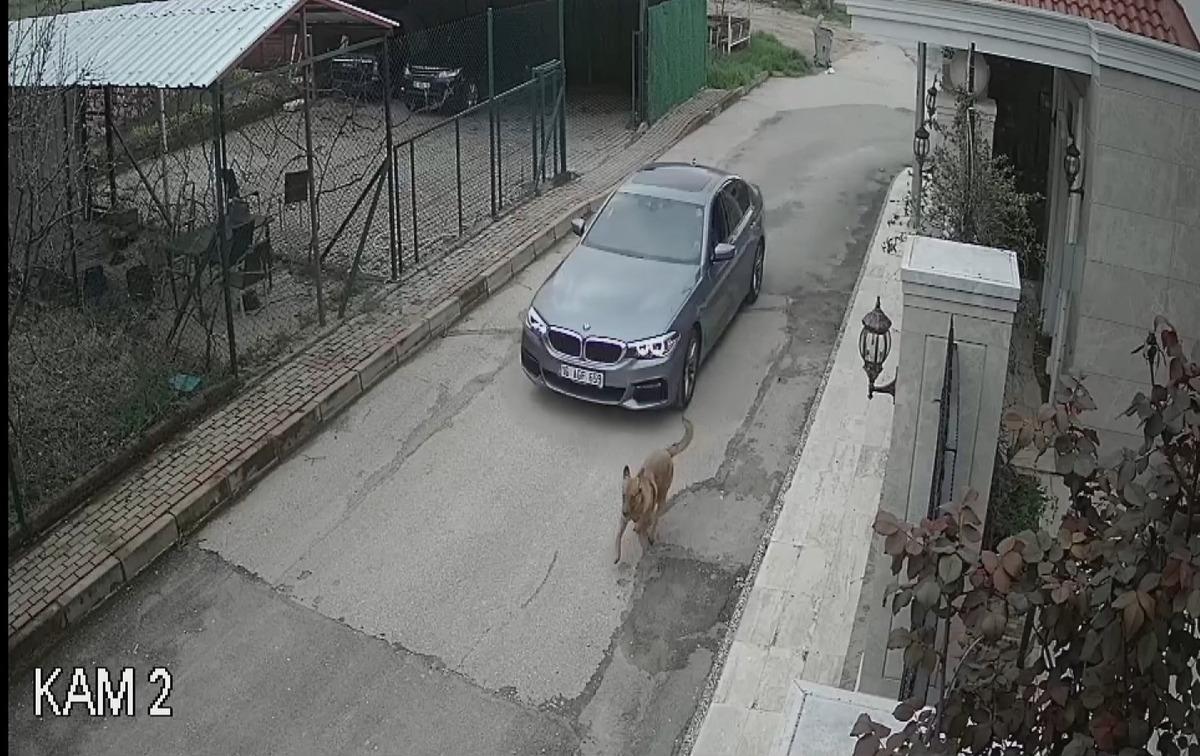 Bursa'da vahşet! L&uuml;ks otomobiliyle kovaladığı sokak k&ouml;peğine kurşun yağdırdı
