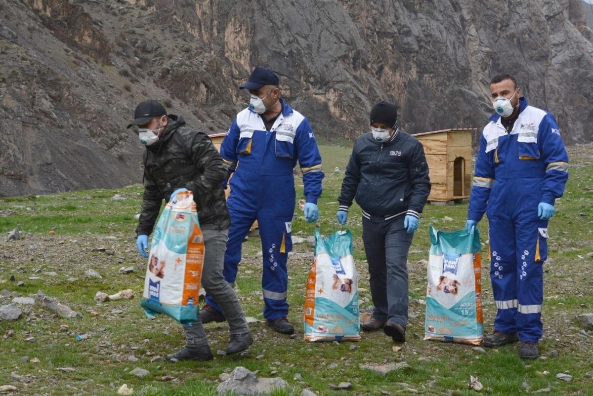 Hakkari&rsquo;de sokak hayvanları emin ellerde