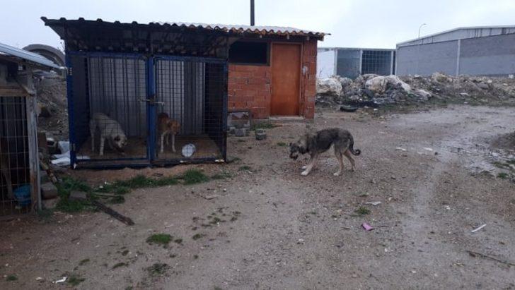 Polisler sokak hayvanlarını elleriyle besledi G2