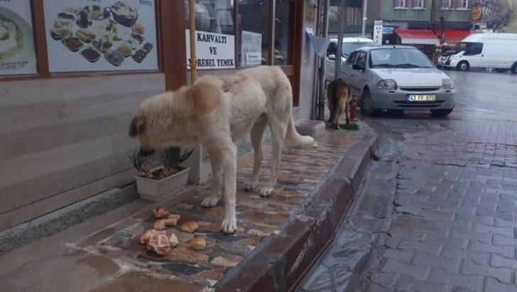 Polisler sokak hayvanlarını elleriyle besledi G5