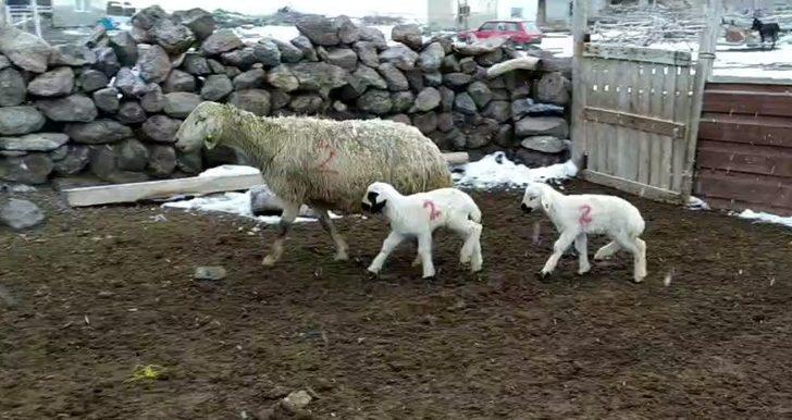 Kuzuların imdadına ’Numara’ yetişti G1