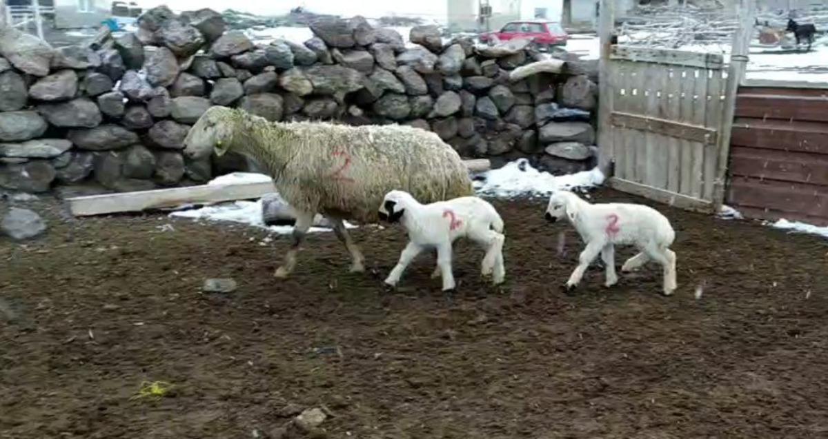 Kuzuların imdadına &rsquo;Numara&rsquo; yetişti