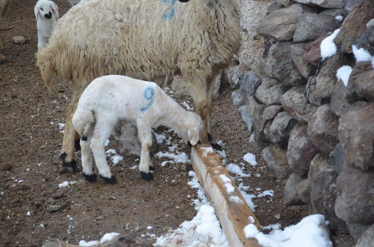 Kuzuların imdadına ’Numara’ yetişti G2