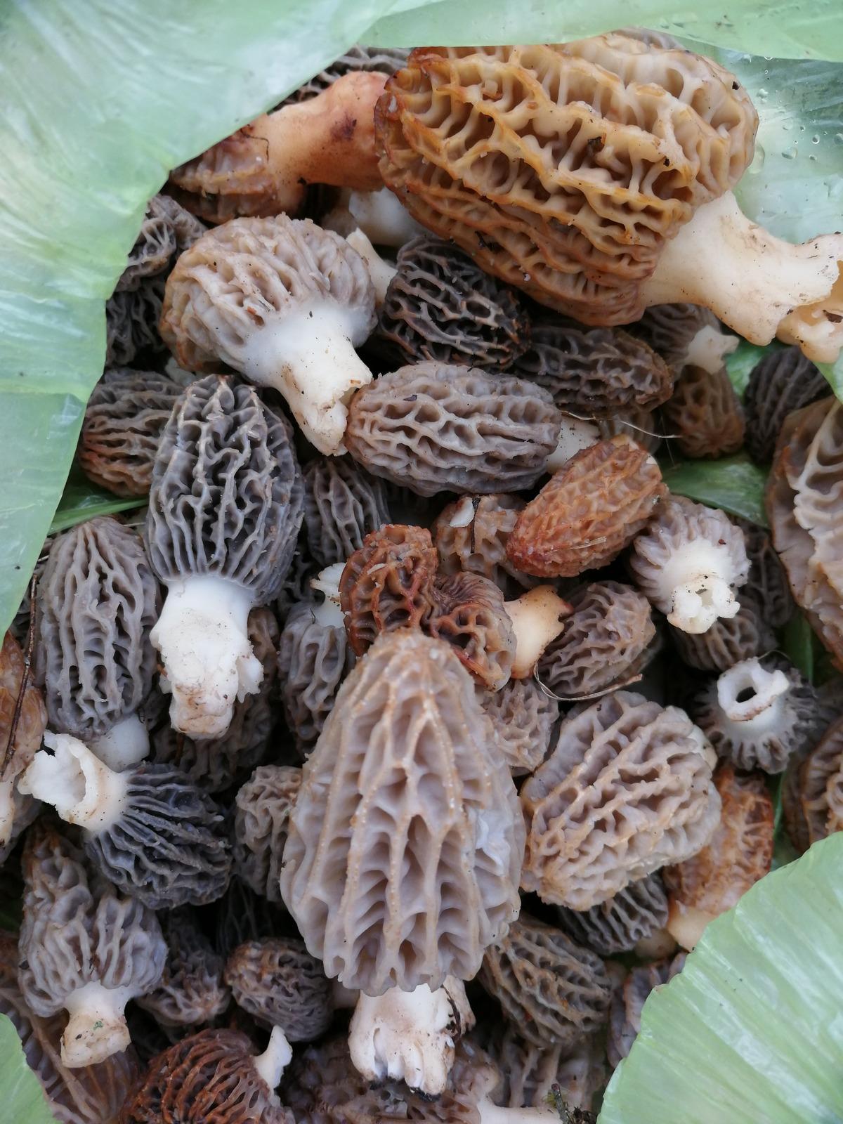 Kuzu g&ouml;beği bulmak i&ccedil;in dağ, bayır geziyorlar: Ger&ccedil;ek bir şifa deposu