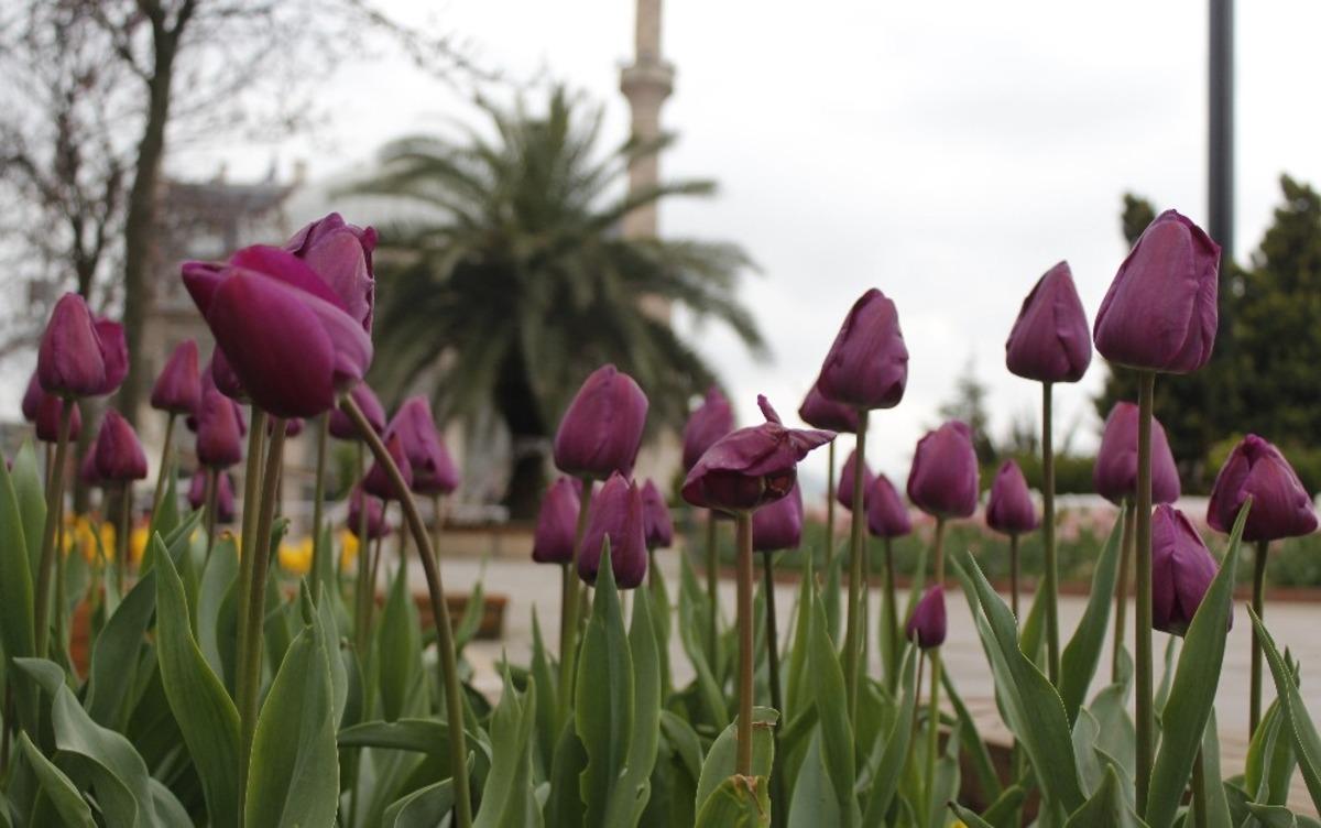 Baharla birlikte laleler kartpostallık g&ouml;r&uuml;nt&uuml;ler oluşturdu