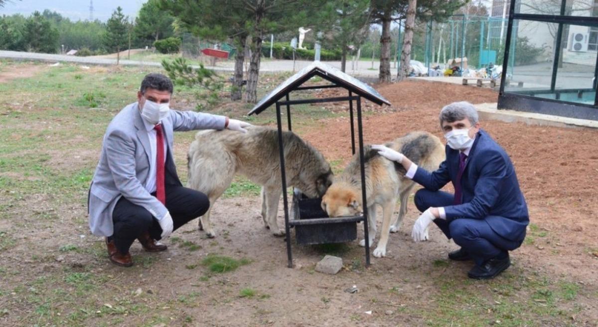 DP&Uuml; Kamp&uuml;s&uuml;ndeki hayvanlara mama verildi