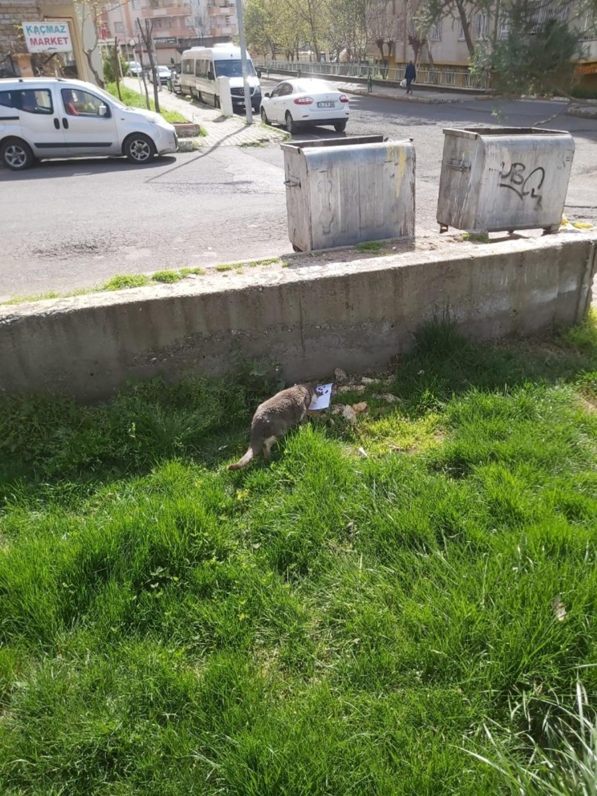 Diyarbakır&rsquo;da vatandaşlar sokak hayvanlarını unutmadı