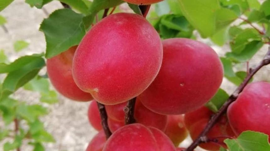 Kayısıda sezon heyecanı