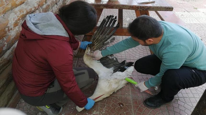 Yaralı Leylek tedavi altına alındı