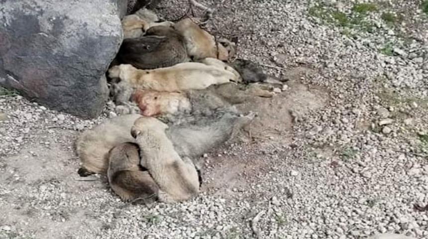 G&ouml;rd&uuml;ğ&uuml; manzara karşısında şoke oldu