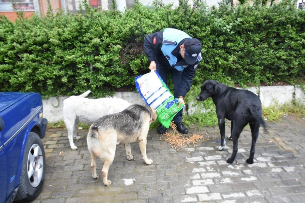 İncirliova Belediyesi can dostlar i&ccedil;in mama bırakıyor