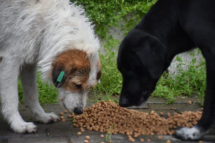 İncirliova Belediyesi can dostlar için mama bırakıyor G3