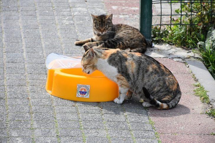 Gemlik’de mama kapları uygun alanlara yerleştiriliyor G1