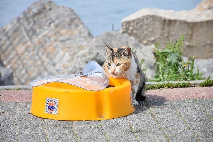 Gemlik’de mama kapları uygun alanlara yerleştiriliyor G3