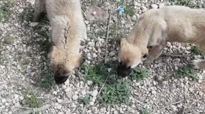 &Ouml;l&uuml;me terk edilen yavru k&ouml;peklere belediye sahip &ccedil;ıktı