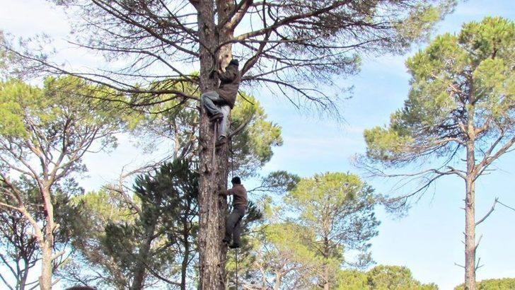 Ölüm riskiyle iç içe yaşayan kozalak emekçilerine teknik destek verilmeli G1