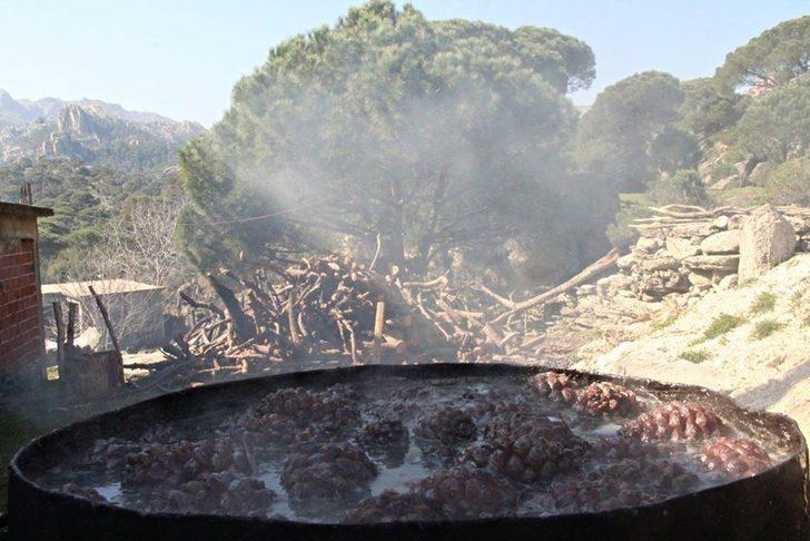 Ölüm riskiyle iç içe yaşayan kozalak emekçilerine teknik destek verilmeli G3