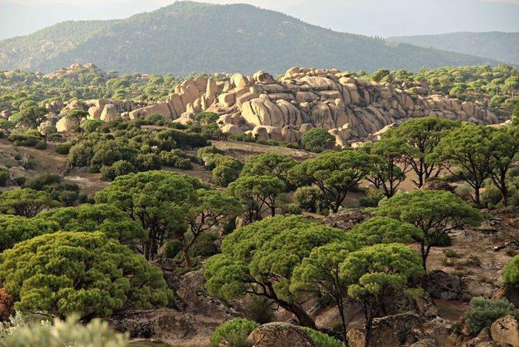 Ölüm riskiyle iç içe yaşayan kozalak emekçilerine teknik destek verilmeli G4