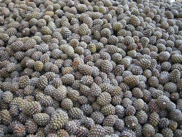 Ölüm riskiyle iç içe yaşayan kozalak emekçilerine teknik destek verilmeli G5