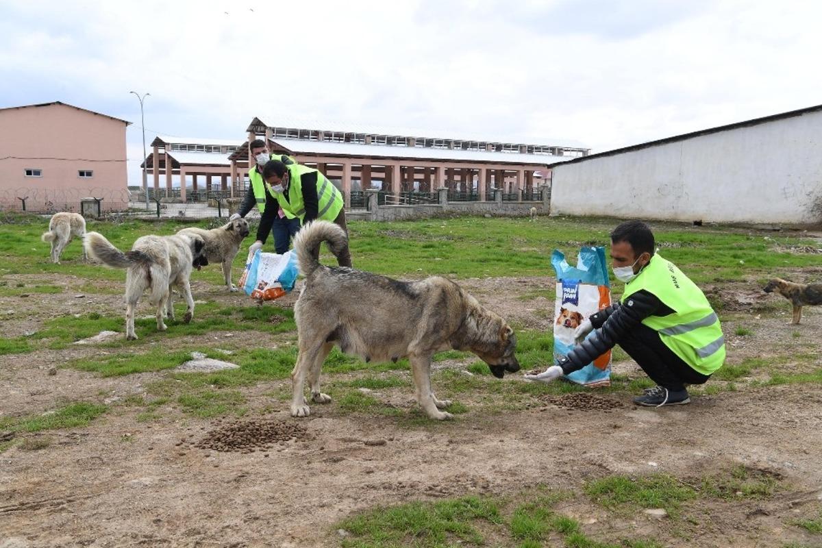 Muş Belediyesi sokak hayvanlarını sahipsiz bırakmıyor