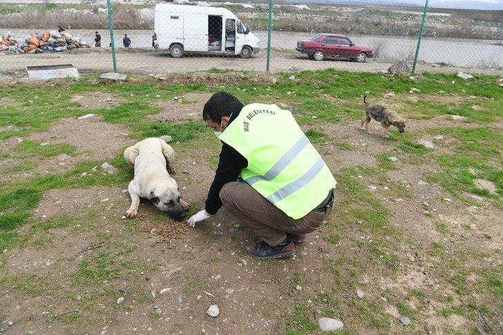 Muş Belediyesi sokak hayvanlarını sahipsiz bırakmıyor G2