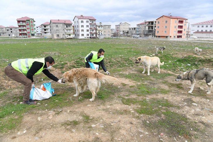 Muş Belediyesi sokak hayvanlarını sahipsiz bırakmıyor G3