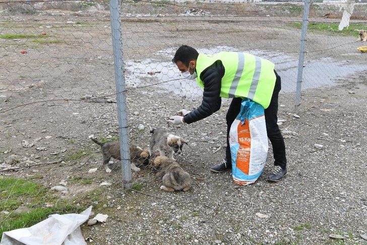 Muş Belediyesi sokak hayvanlarını sahipsiz bırakmıyor G5
