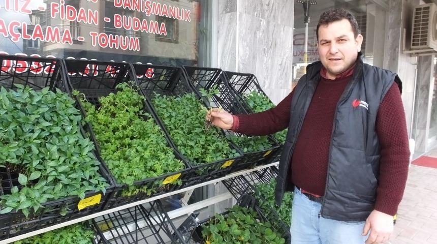 Burhaniye&rsquo;de sebze meyve dikimine başlandı