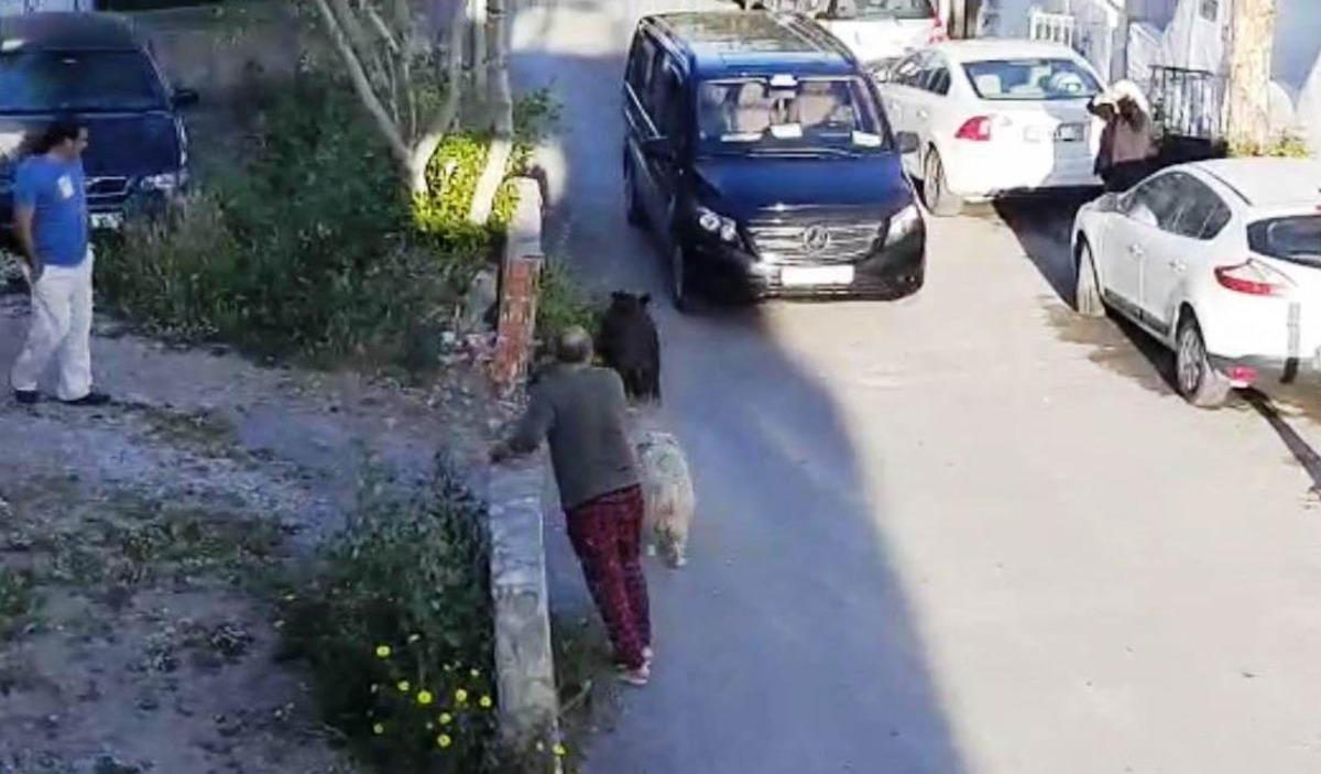 Bodrum'da g&uuml;nd&uuml;z vakti yaban domuzu g&ouml;r&uuml;nt&uuml;lendi