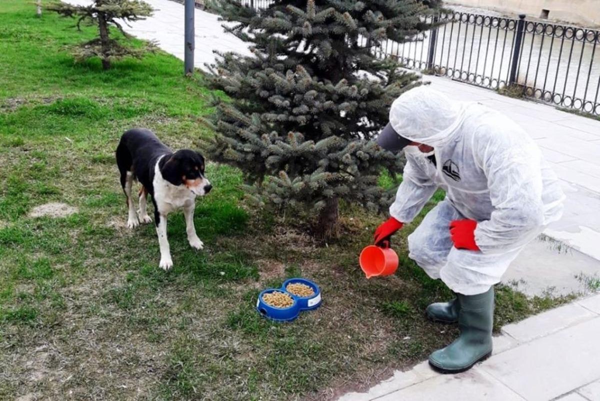 Bayburt&rsquo;ta sokak hayvanları unutulmuyor