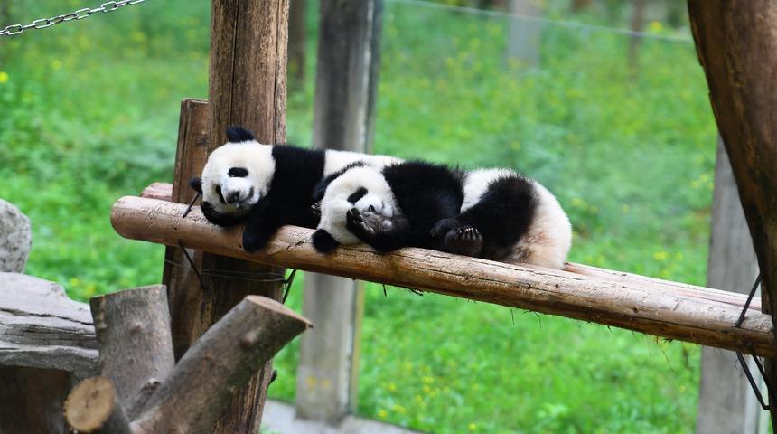 Yetkililerin 10 yılda yapamadığını karantina yaptı: &Ccedil;iftleştiler