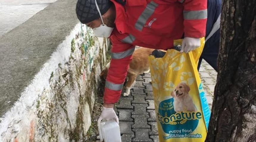 Didim’de belediye sokak hayvanlarını besliyor