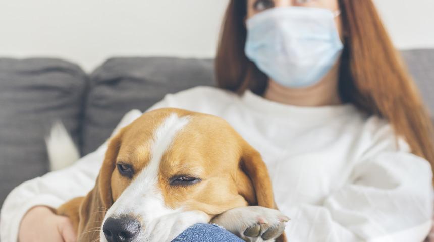 Evcil hayvanlar koronavirüsü insandan insana aktarabilir mi?